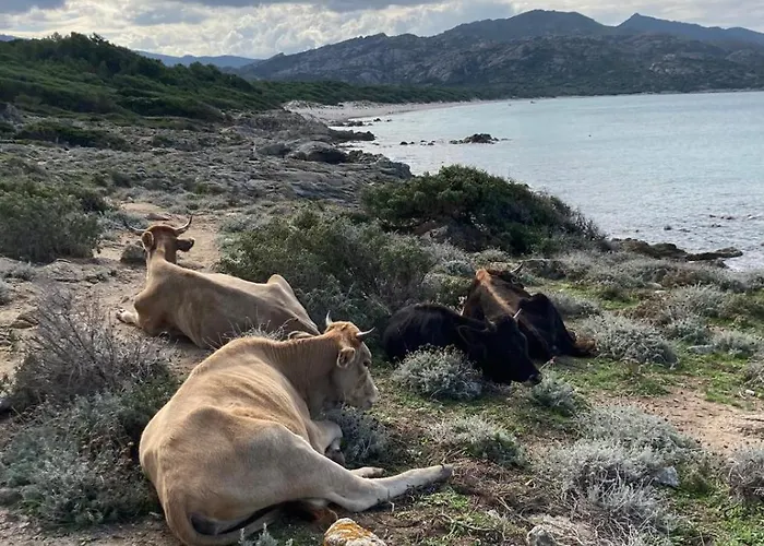 Tatil Evi Avec Piscine Privative Et Vue Imprenable Sur Le Golf De Saint-florent A 300 M De La
