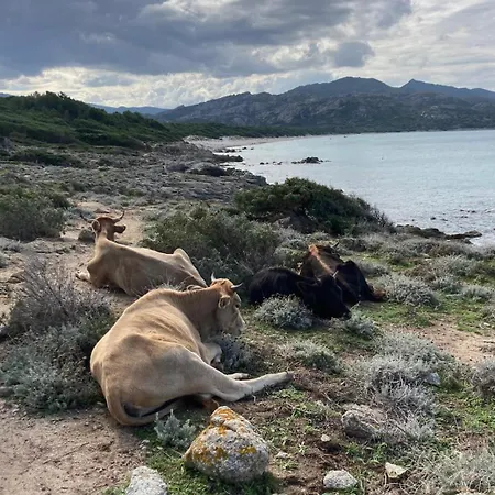 Dom wakacyjny Avec Piscine Privative Et Vue Imprenable Sur Le Golf De Saint-florent A 300 M De La